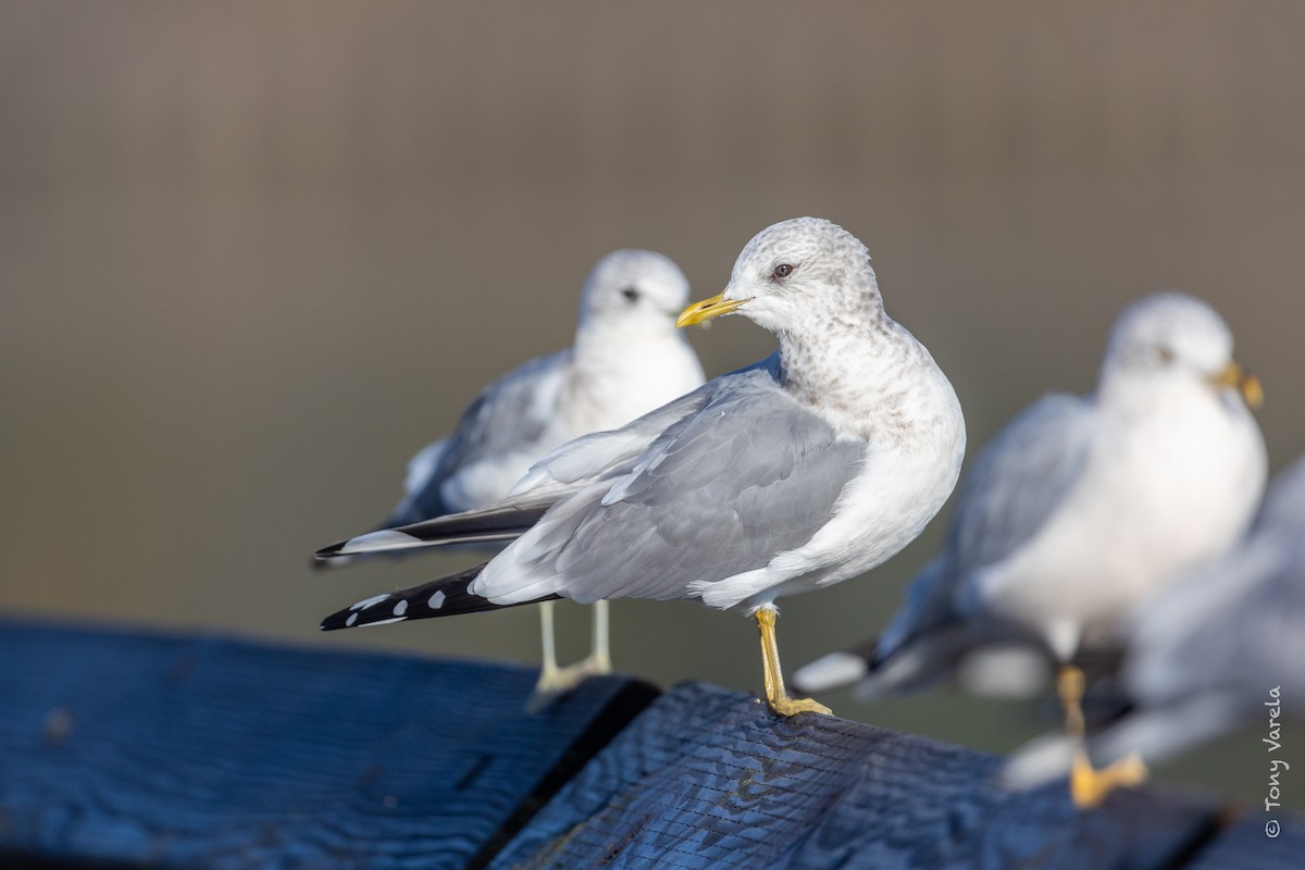 Short-billed Gull - Tony V