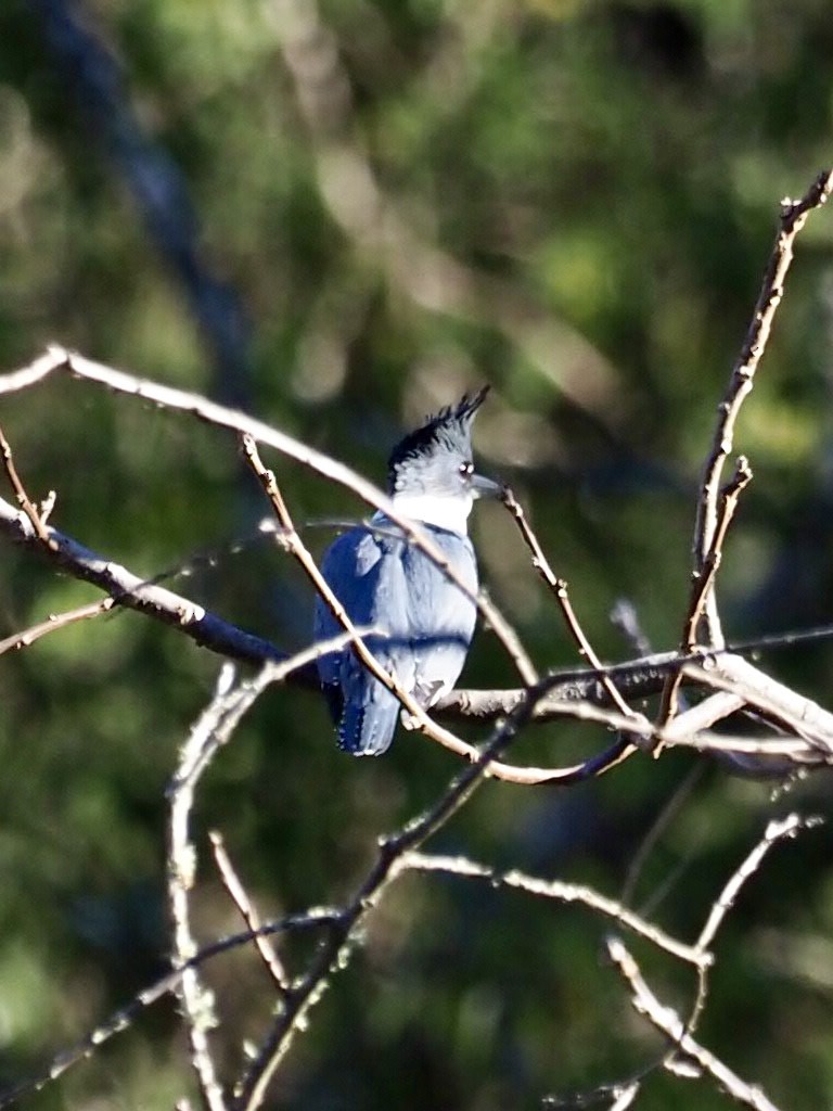 Belted Kingfisher - ML386594621
