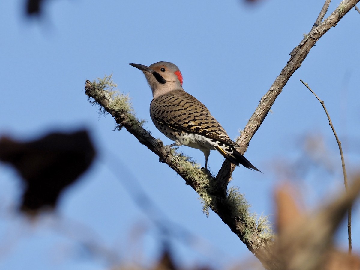 Northern Flicker - ML386594791