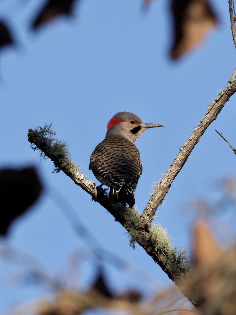 Northern Flicker - Melanie Crawford