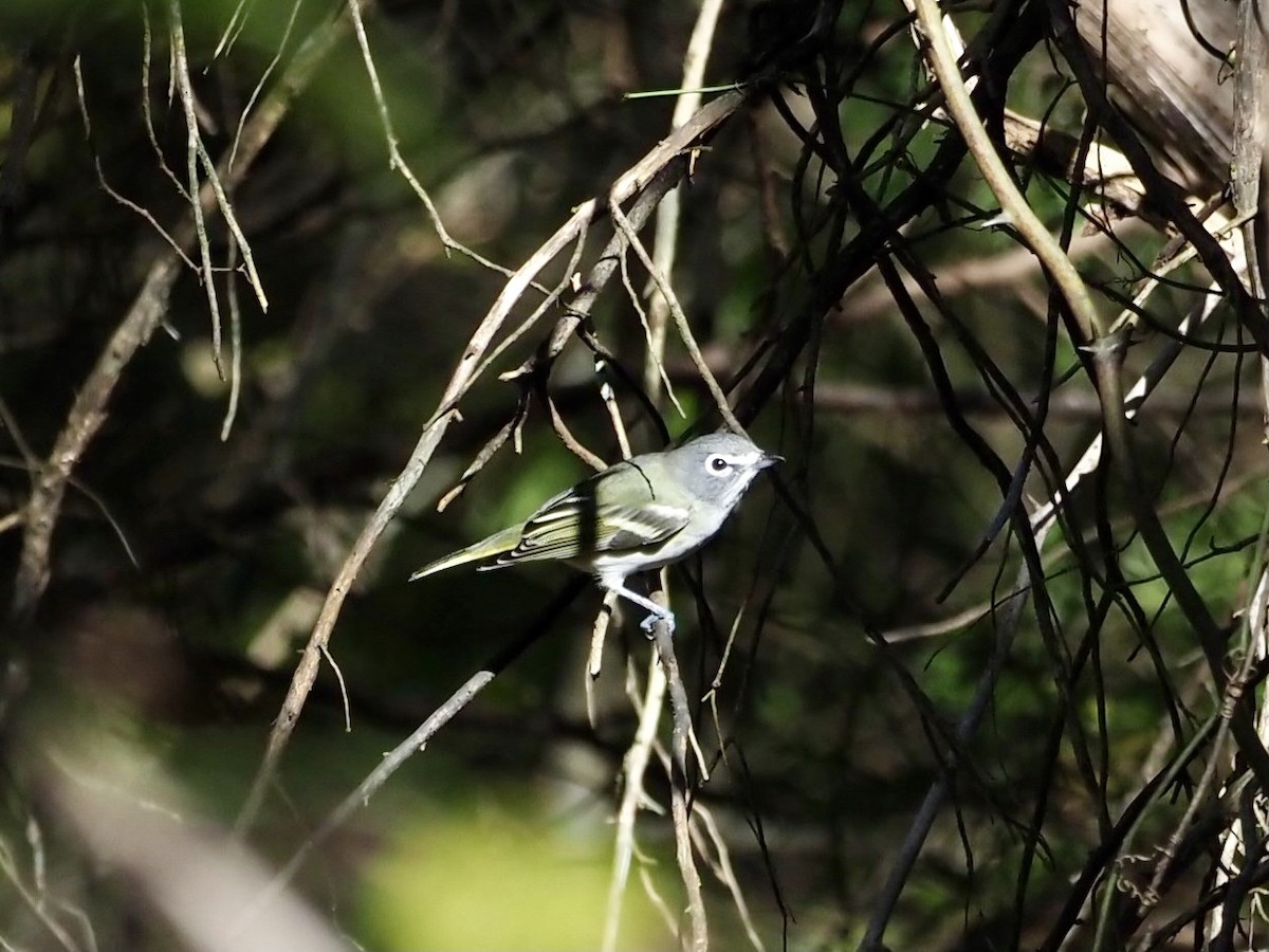 Blue-headed Vireo - ML386594891