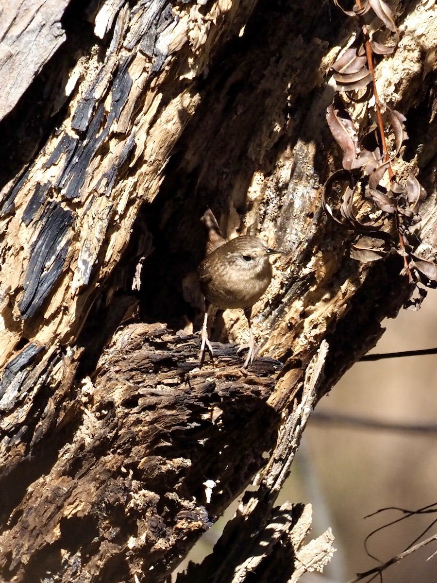 Winter Wren - ML386595091