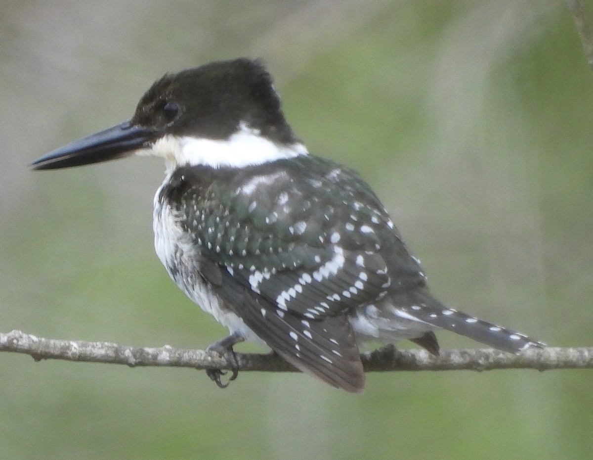 Green Kingfisher - ML386595261