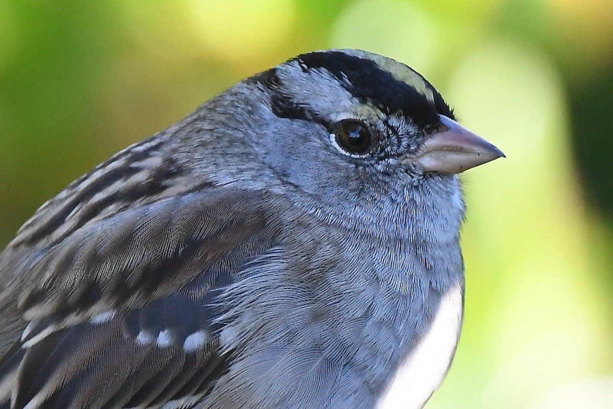 White-crowned x Golden-crowned Sparrow (hybrid) - ML386595341