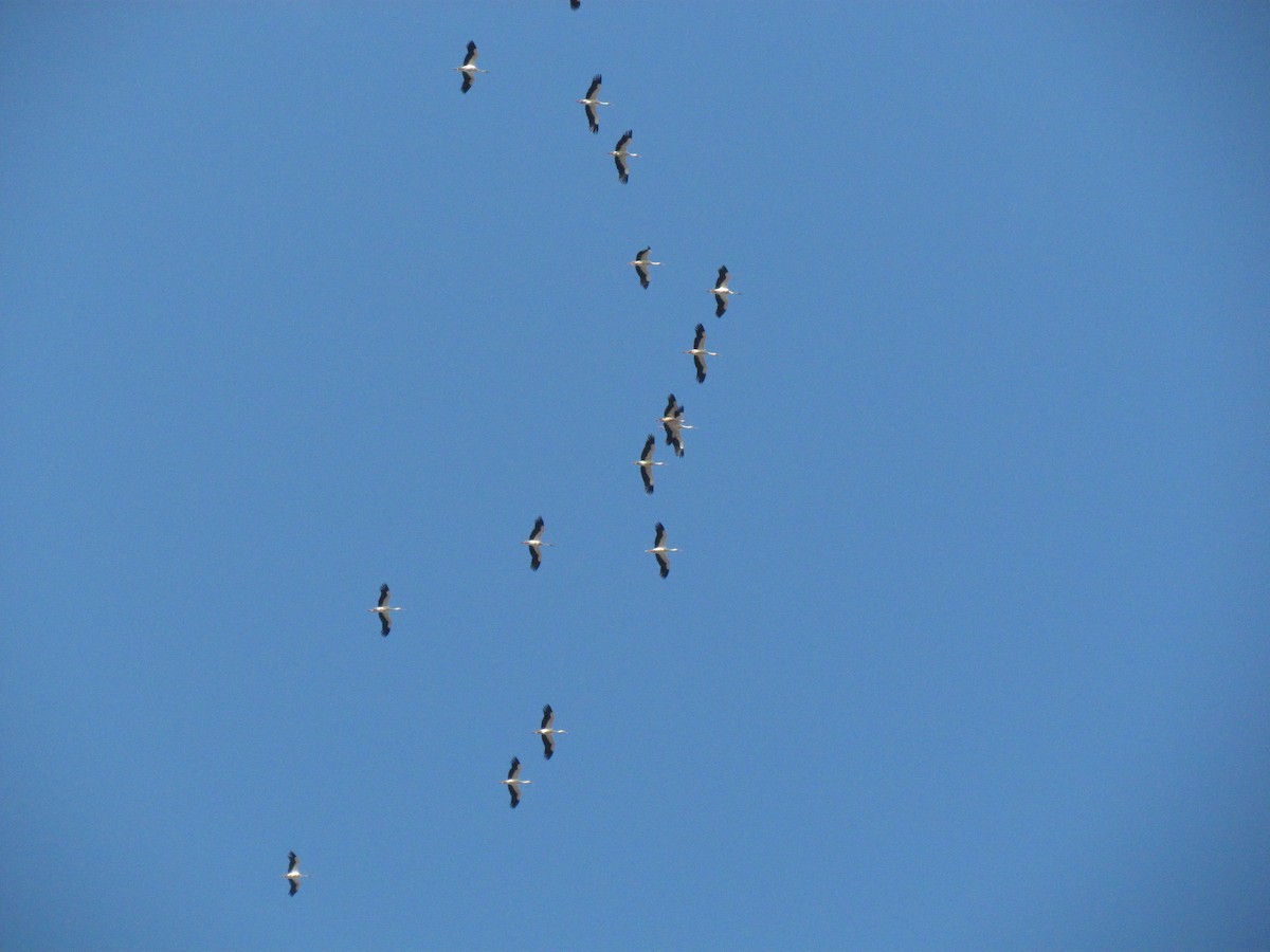 White Stork - ML38659541