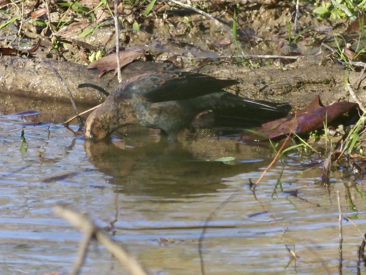 Rusty Blackbird - ML386595551