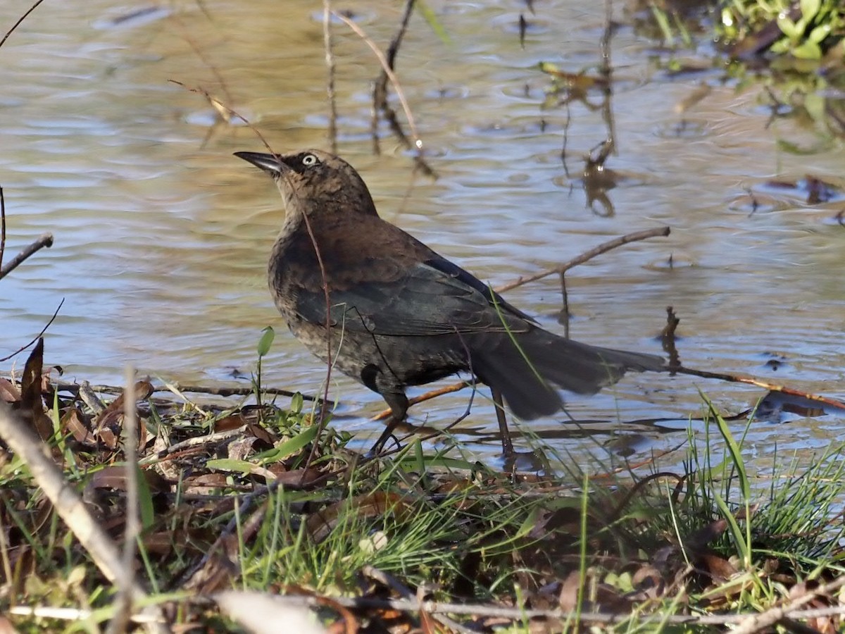 Rusty Blackbird - ML386595571