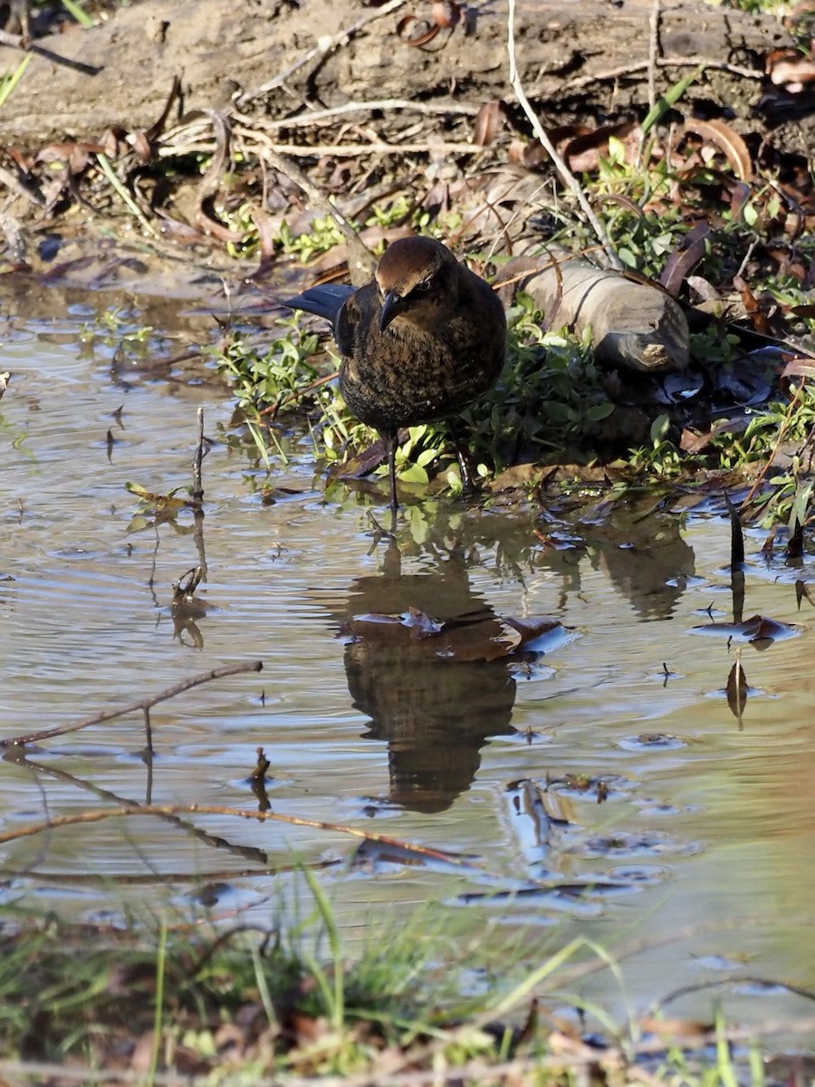 Rusty Blackbird - ML386595581