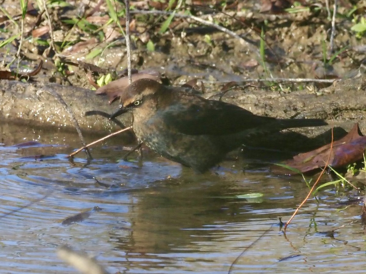 Rusty Blackbird - ML386595611