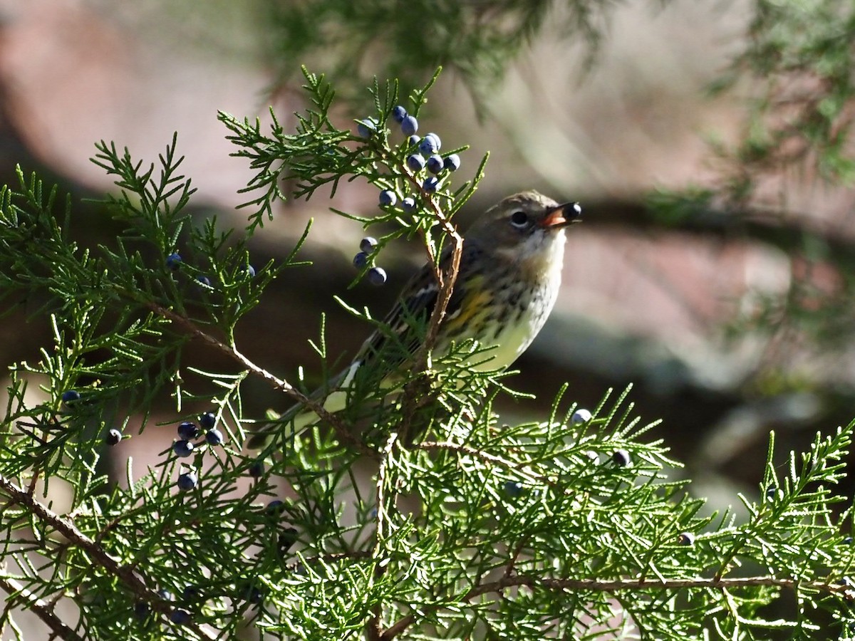 Yellow-rumped Warbler - ML386595711