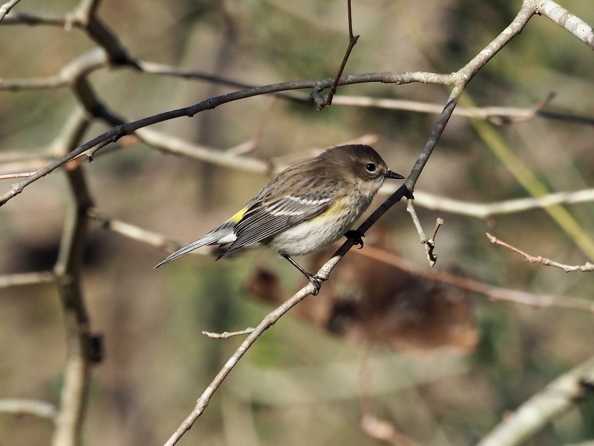 Yellow-rumped Warbler - ML386595731