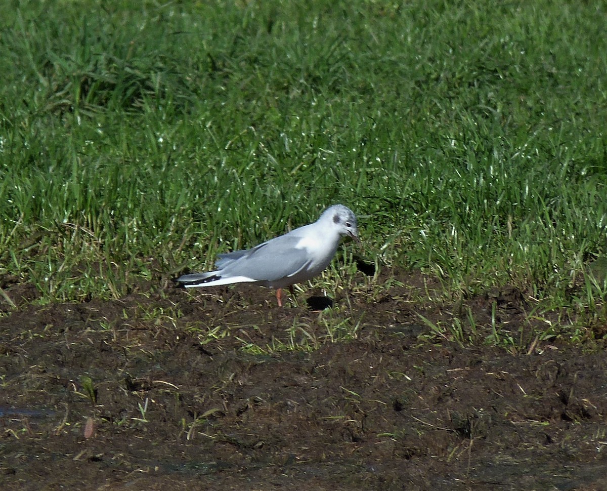 Bonaparte's Gull - ML386596581