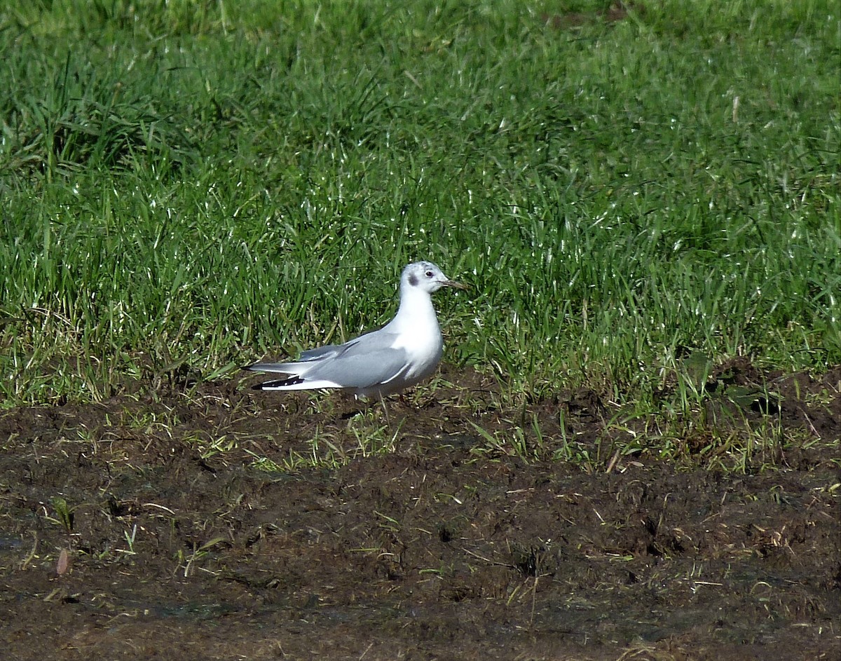 Bonaparte's Gull - ML386596701