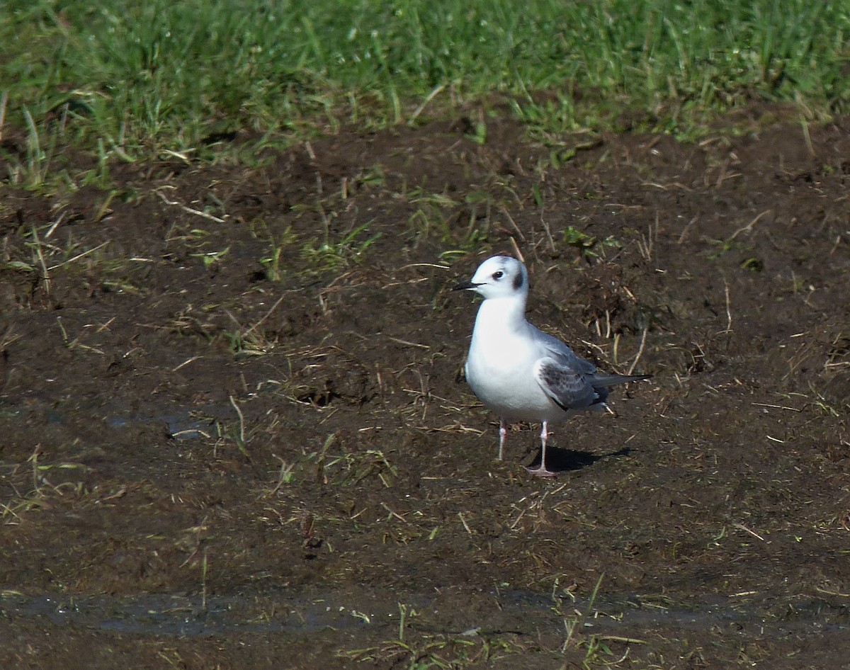 Bonaparte's Gull - ML386596711