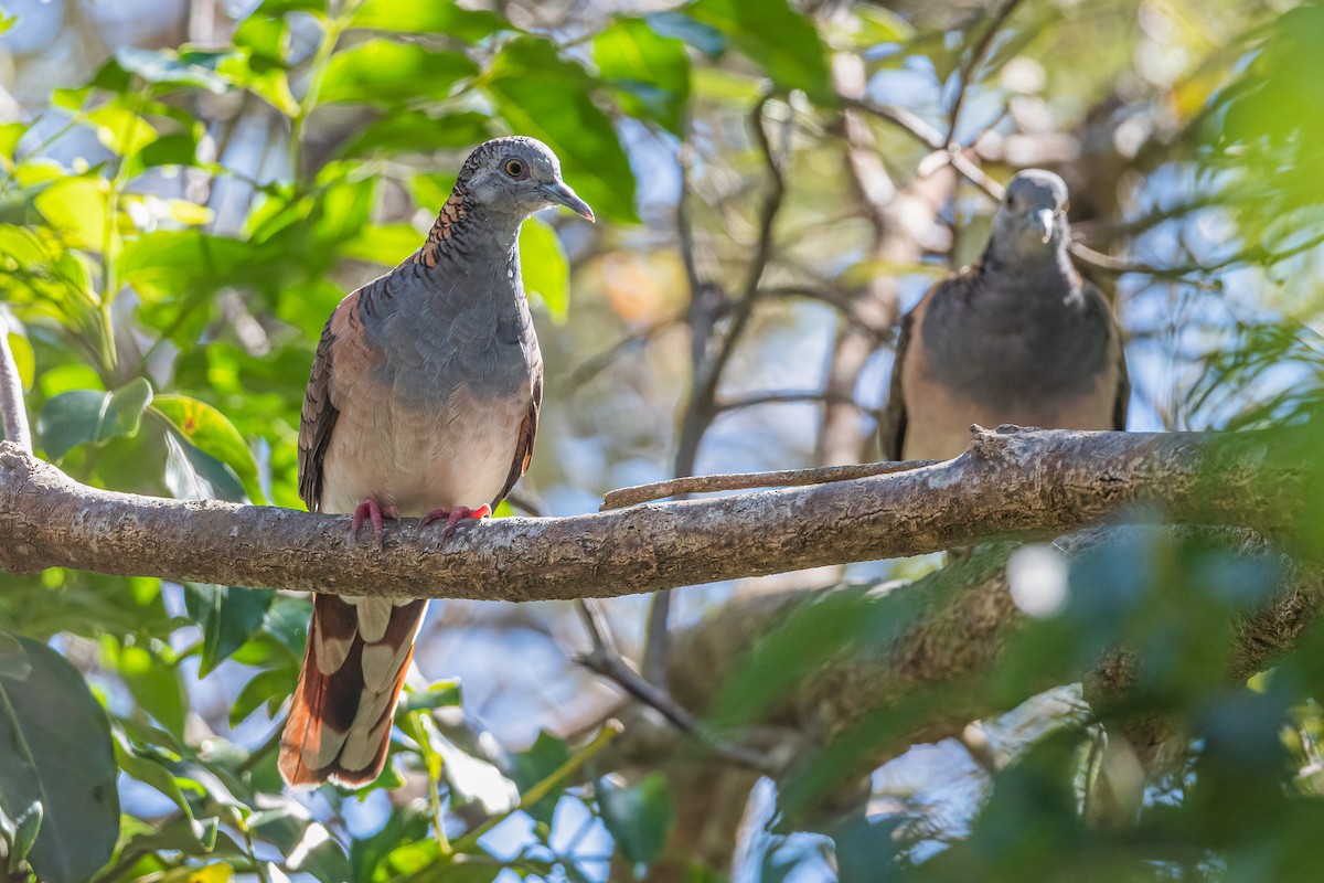 Bar-shouldered Dove - ML386597901