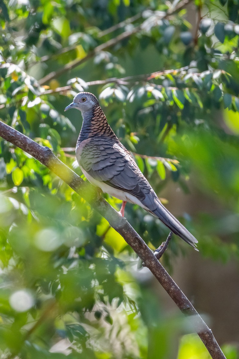 Bar-shouldered Dove - ML386597911