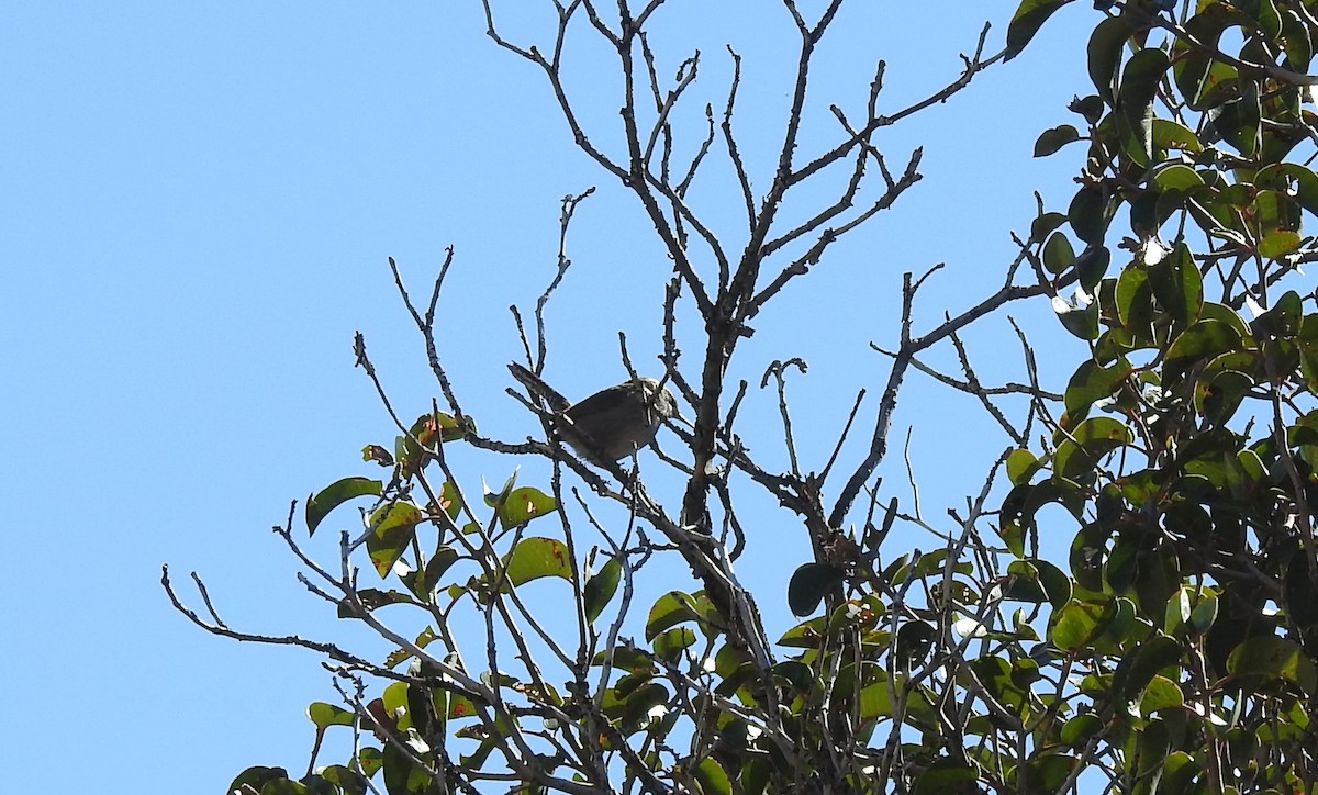 Bewick's Wren - ML386598811