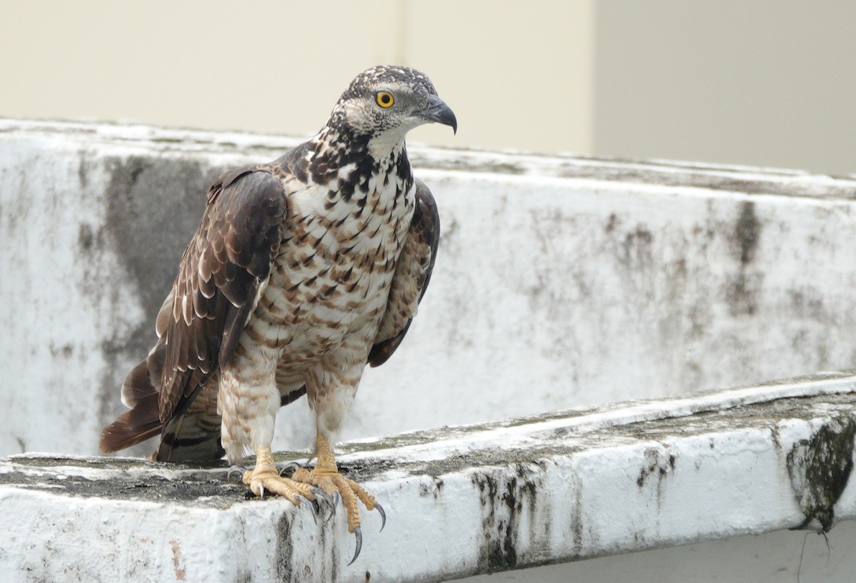 Oriental Honey-buzzard - ML386598851