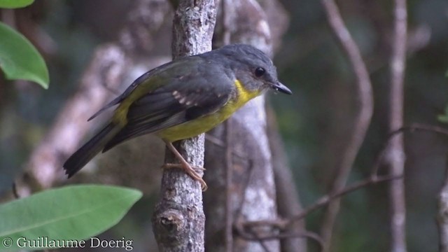 Eastern Yellow Robin - ML386599641