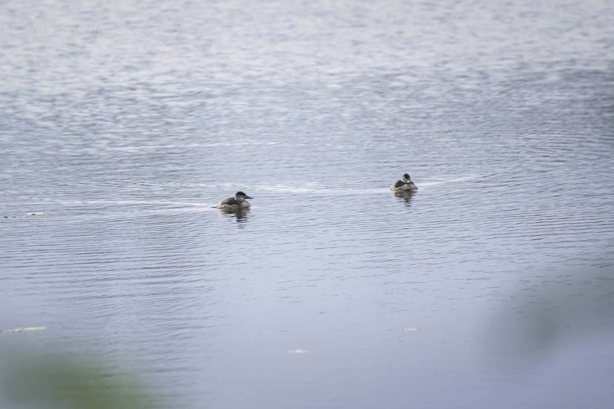 Ruddy Duck - ML386599751