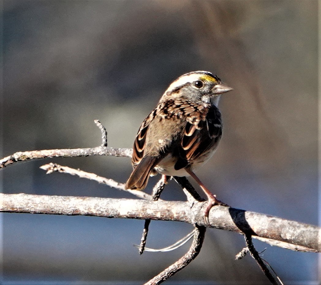 White-throated Sparrow - ML386599901