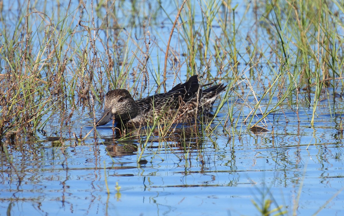 Green-winged Teal - ML386599911