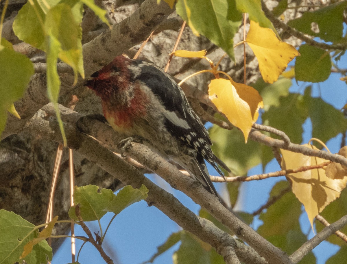 Red-breasted Sapsucker - ML386600241