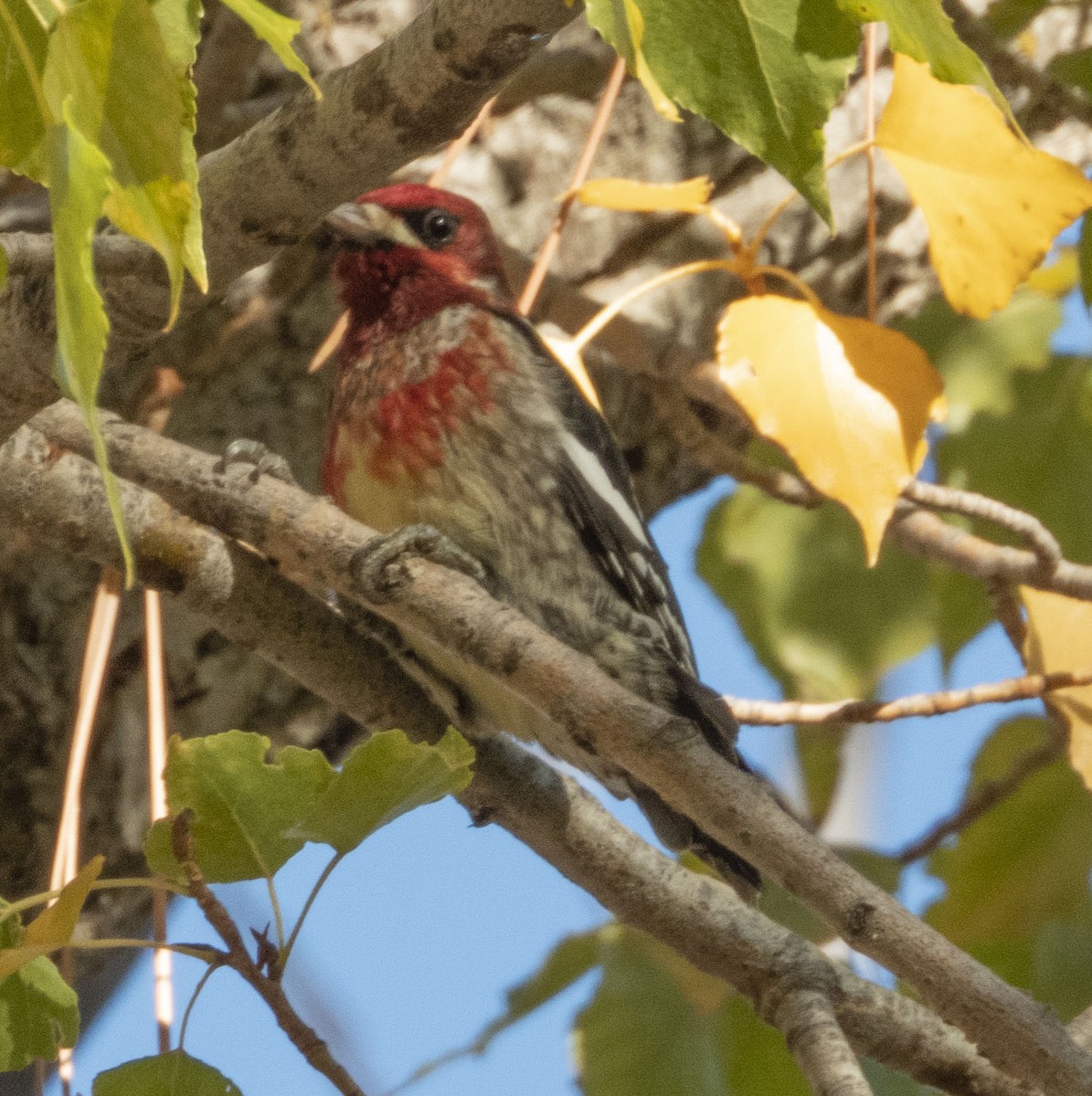 Red-breasted Sapsucker - ML386600251