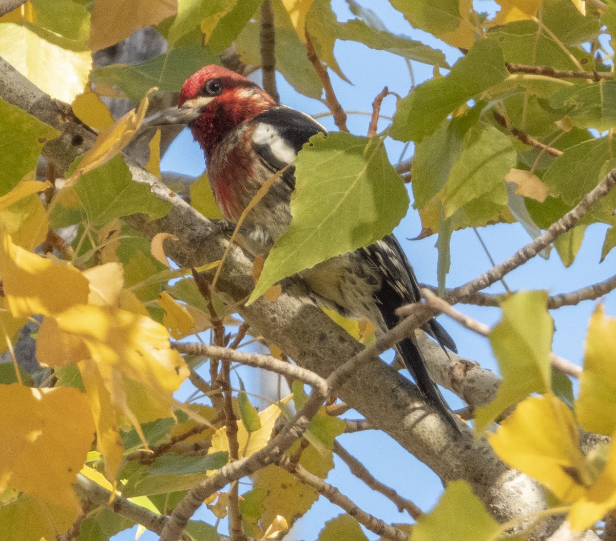 Red-breasted Sapsucker - ML386600261