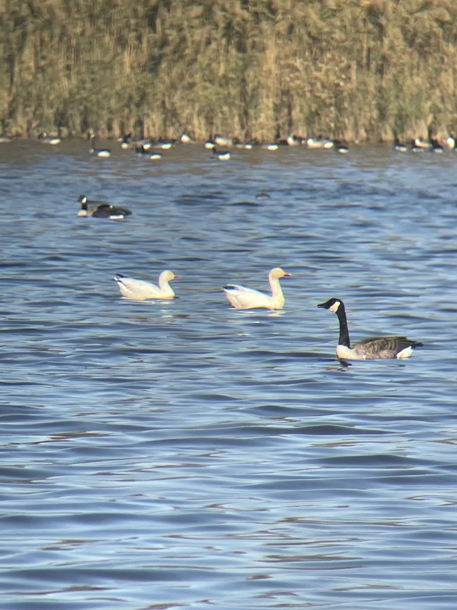 Snow Goose - ML386602381