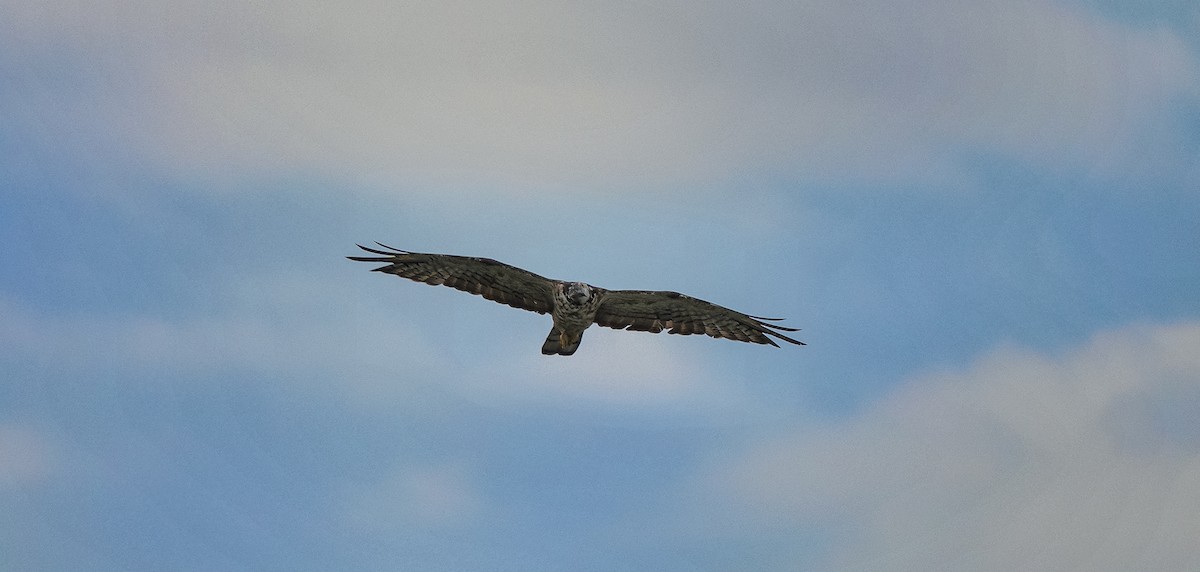 Oriental Honey-buzzard - ML386602531