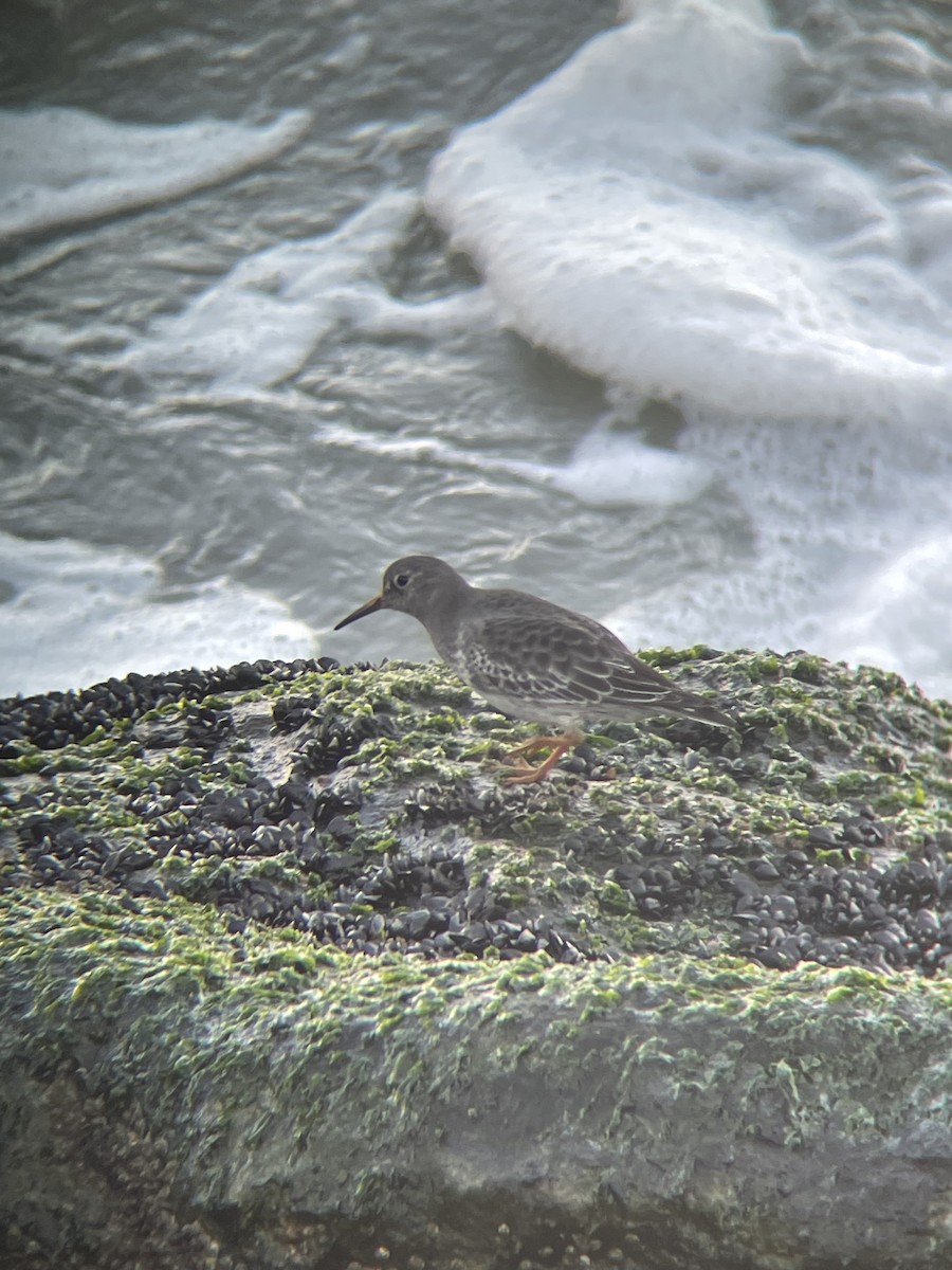 Purple Sandpiper - Kyle Werner