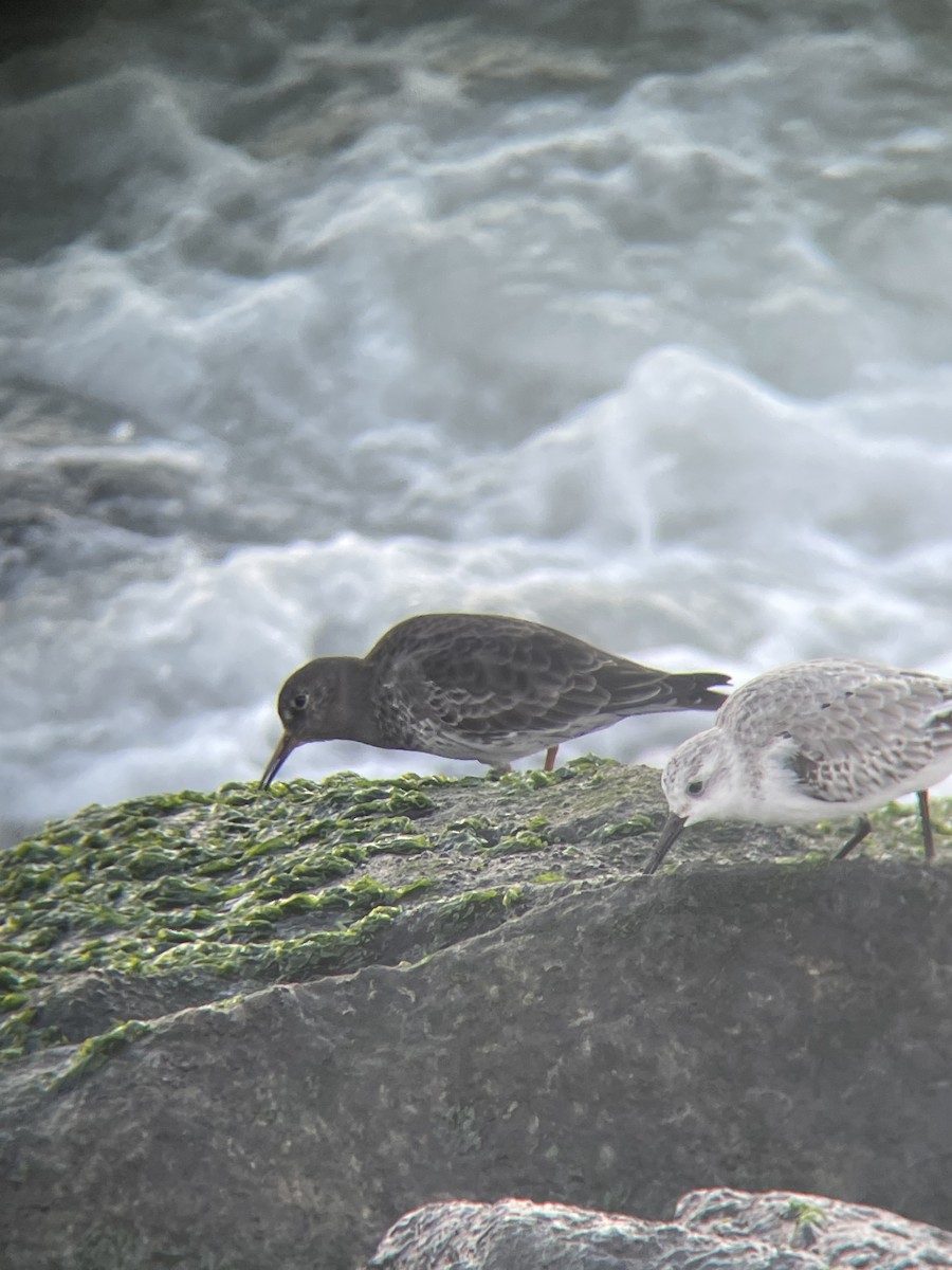 Purple Sandpiper - ML386602621