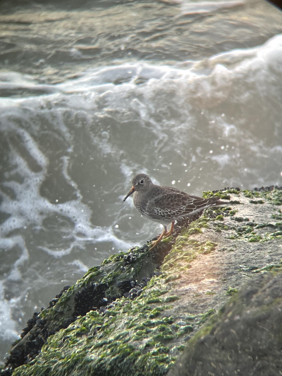 Purple Sandpiper - Kyle Werner