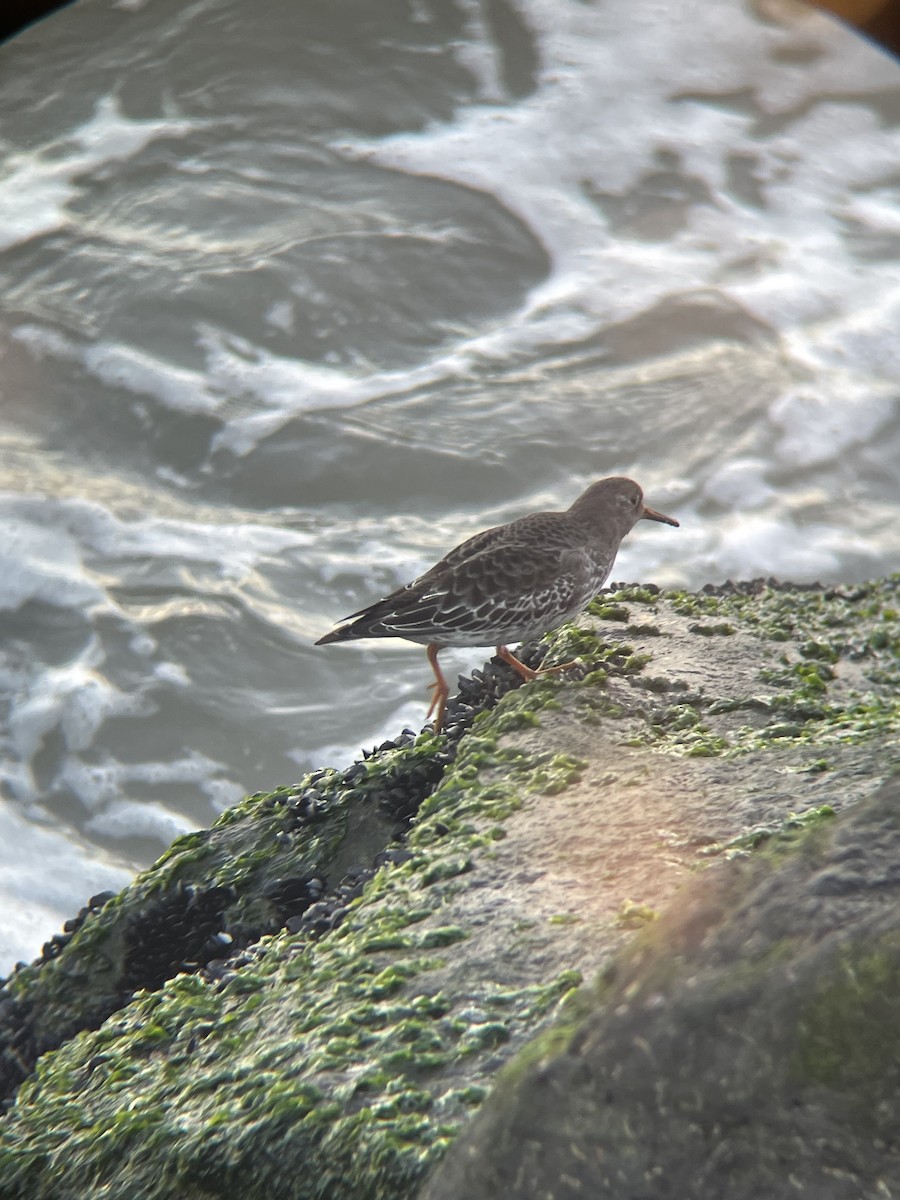 Purple Sandpiper - ML386602661