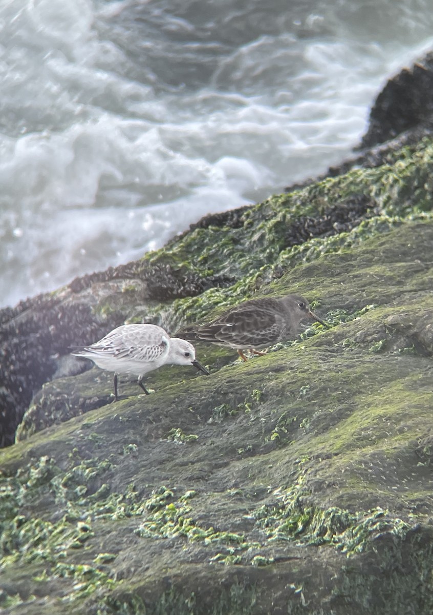 Purple Sandpiper - ML386602681