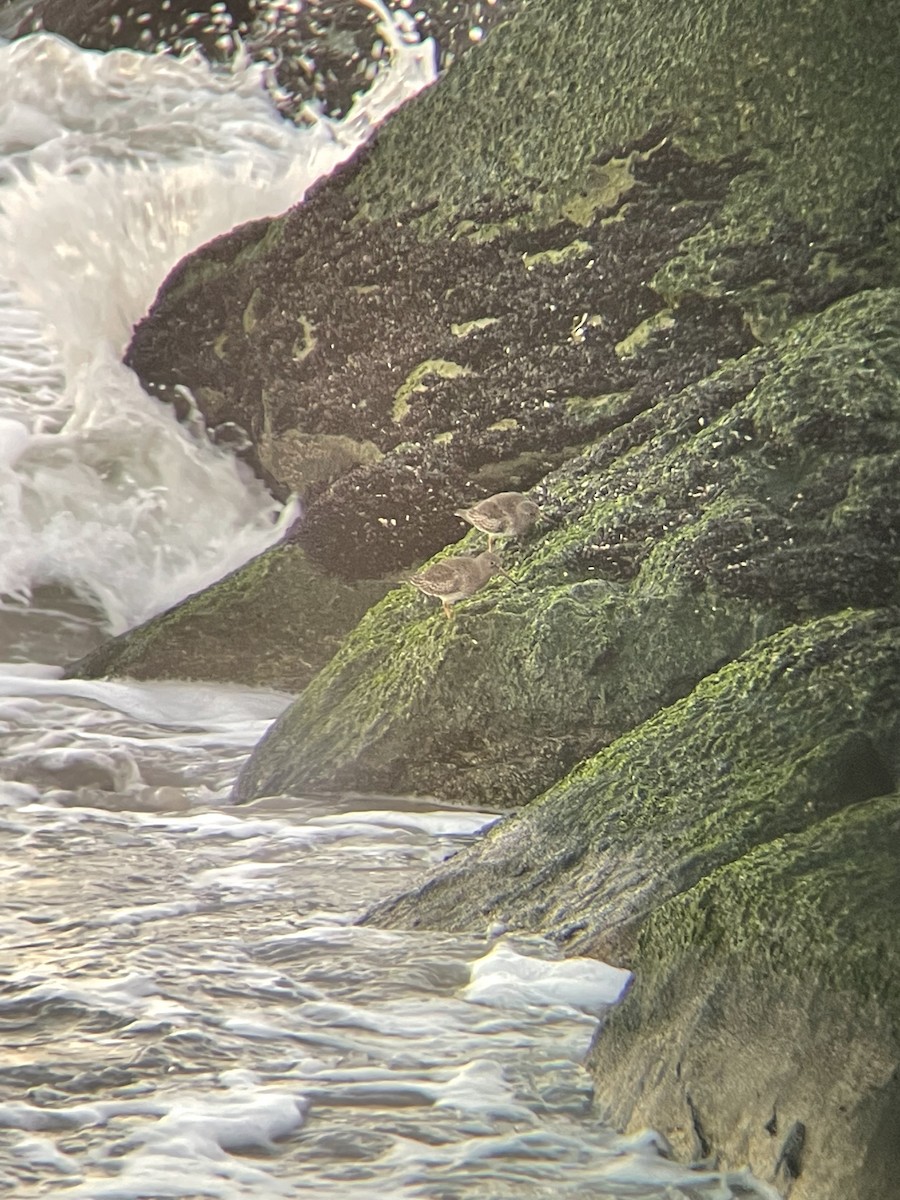 Purple Sandpiper - ML386602691