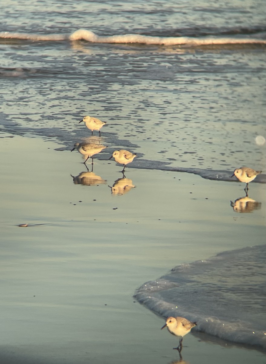 Sanderling - ML386603001