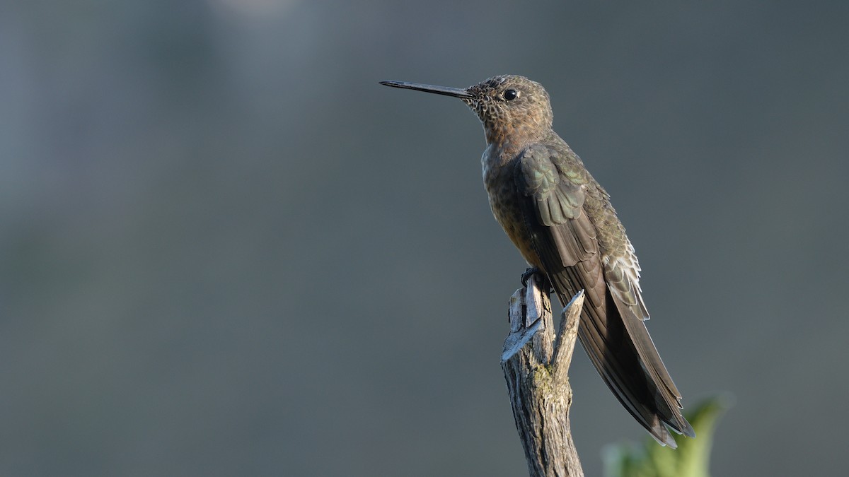 Giant Hummingbird - ML386604601