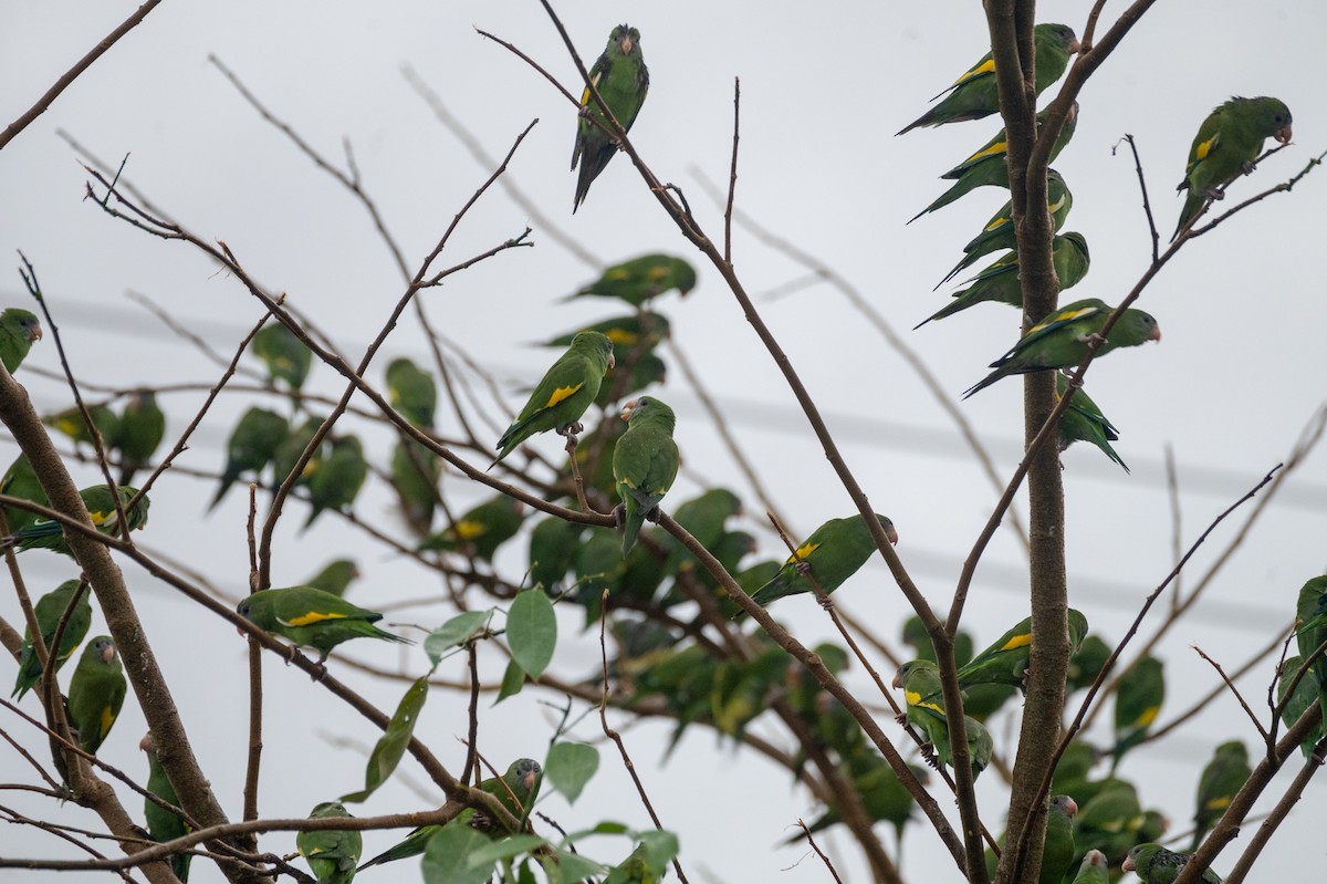 White-winged Parakeet - ML386606661