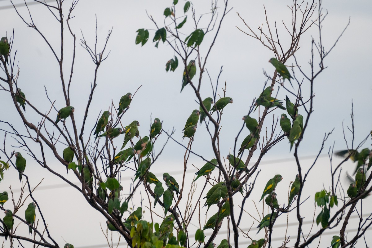 White-winged Parakeet - ML386606671