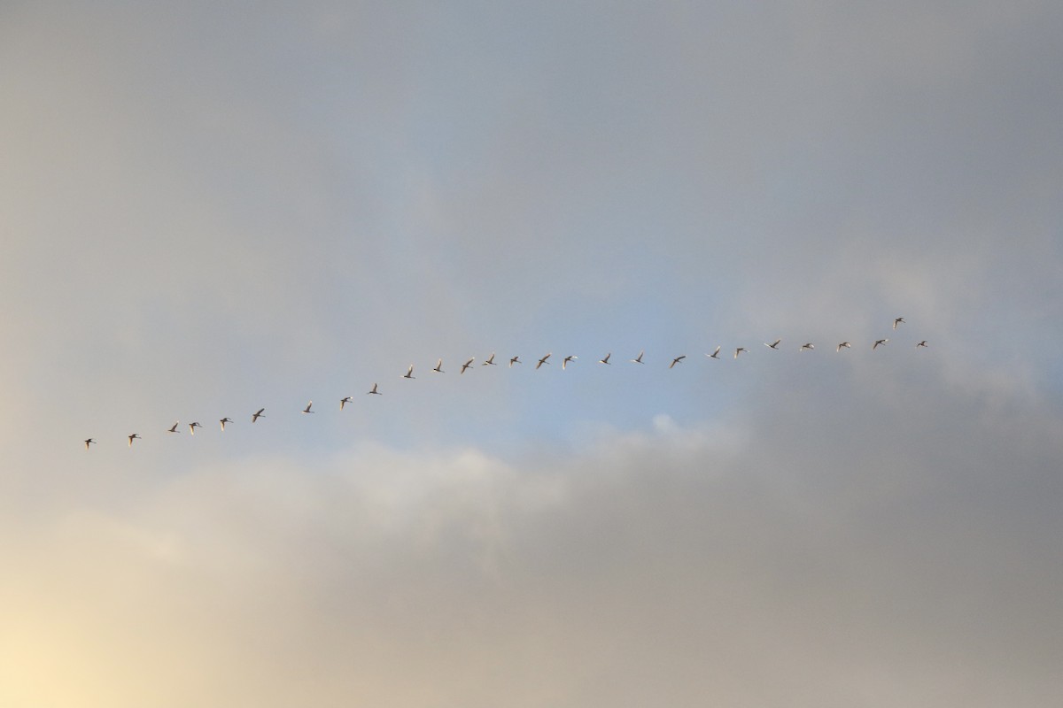 Tundra Swan - ML386608271