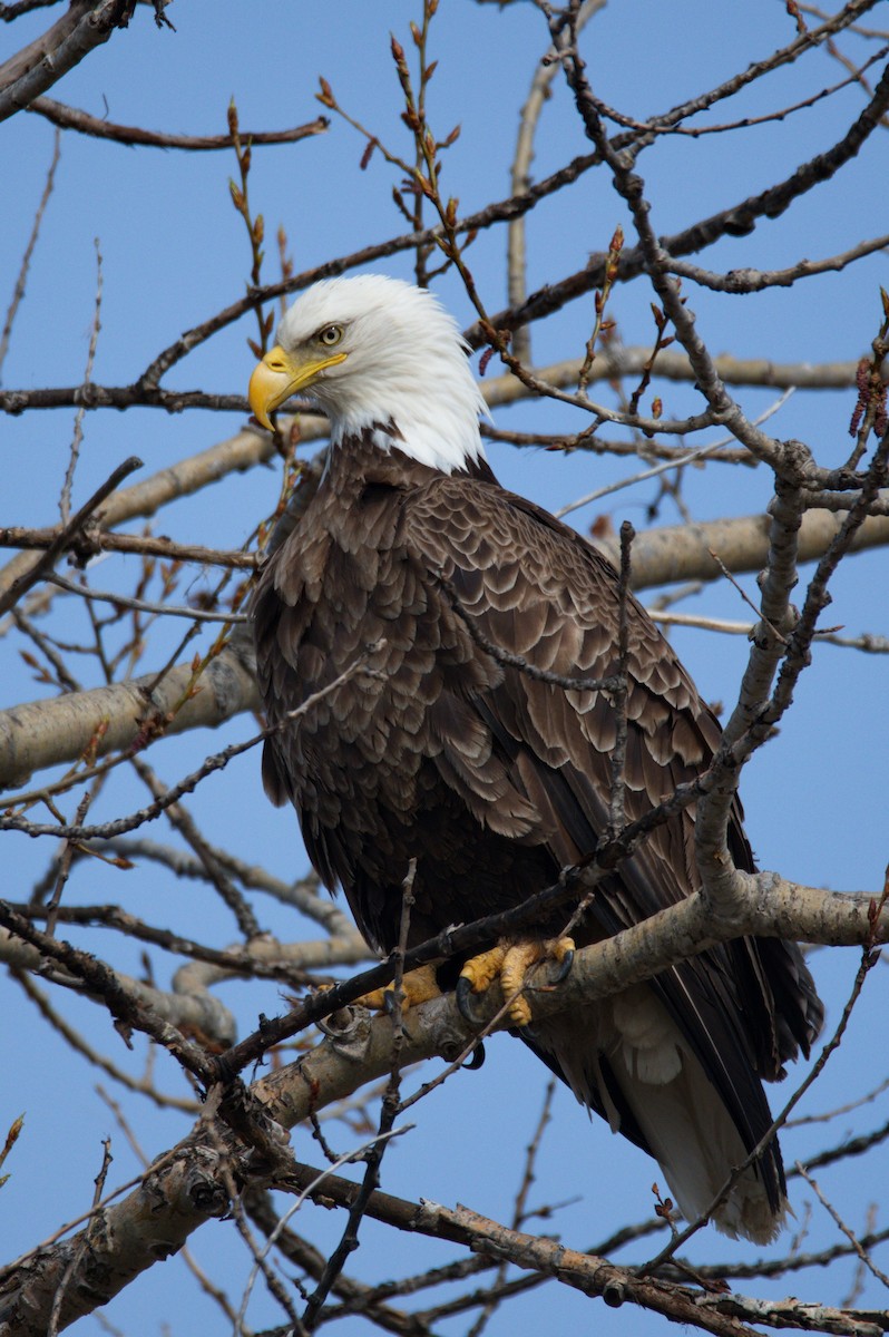 Bald Eagle - Leslie Correia