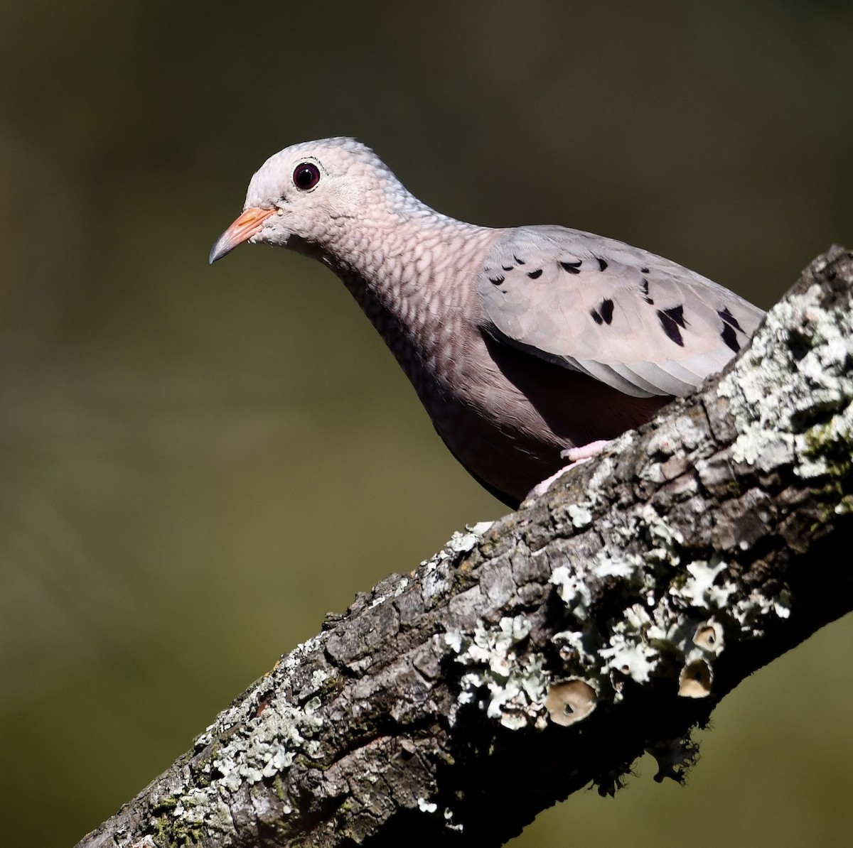 Common Ground Dove - Marie Lehmann