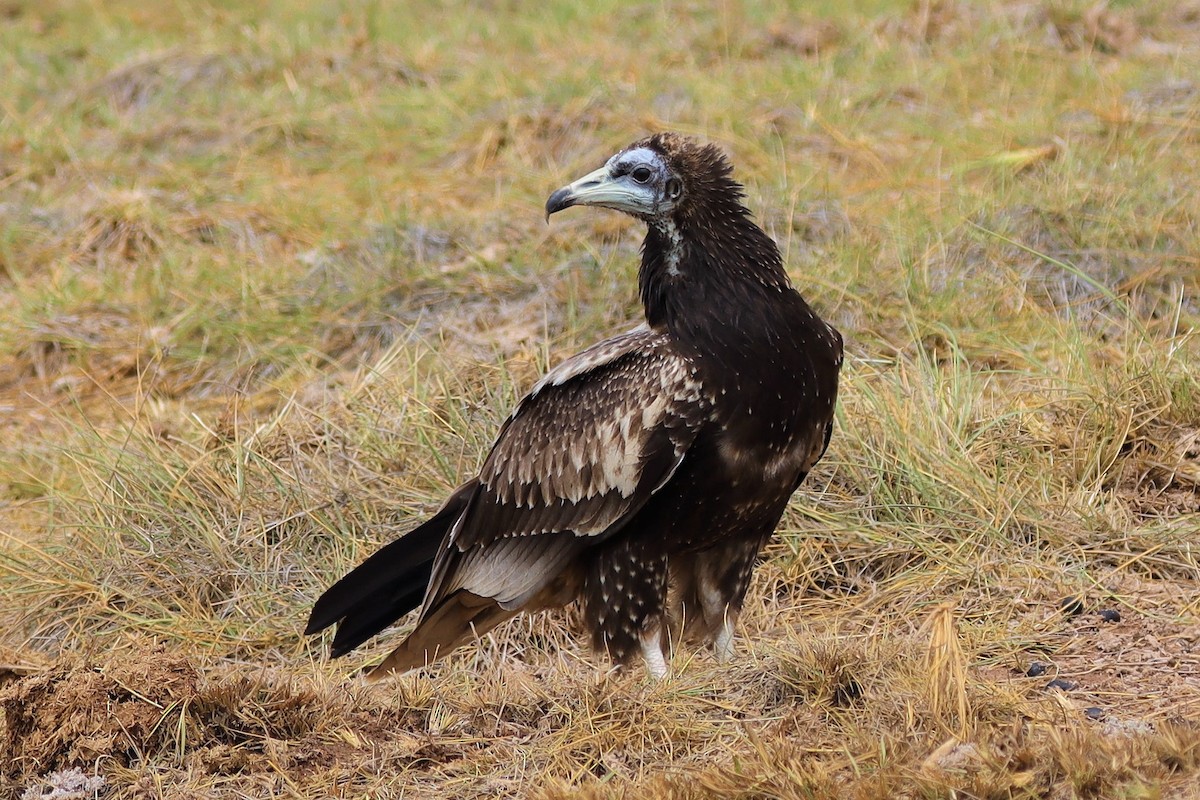 Egyptian Vulture - ML386611951