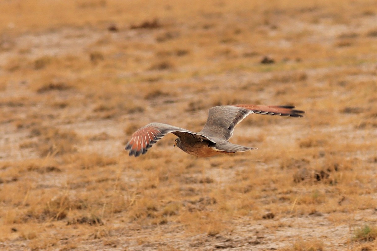 Grasshopper Buzzard - ML386612261