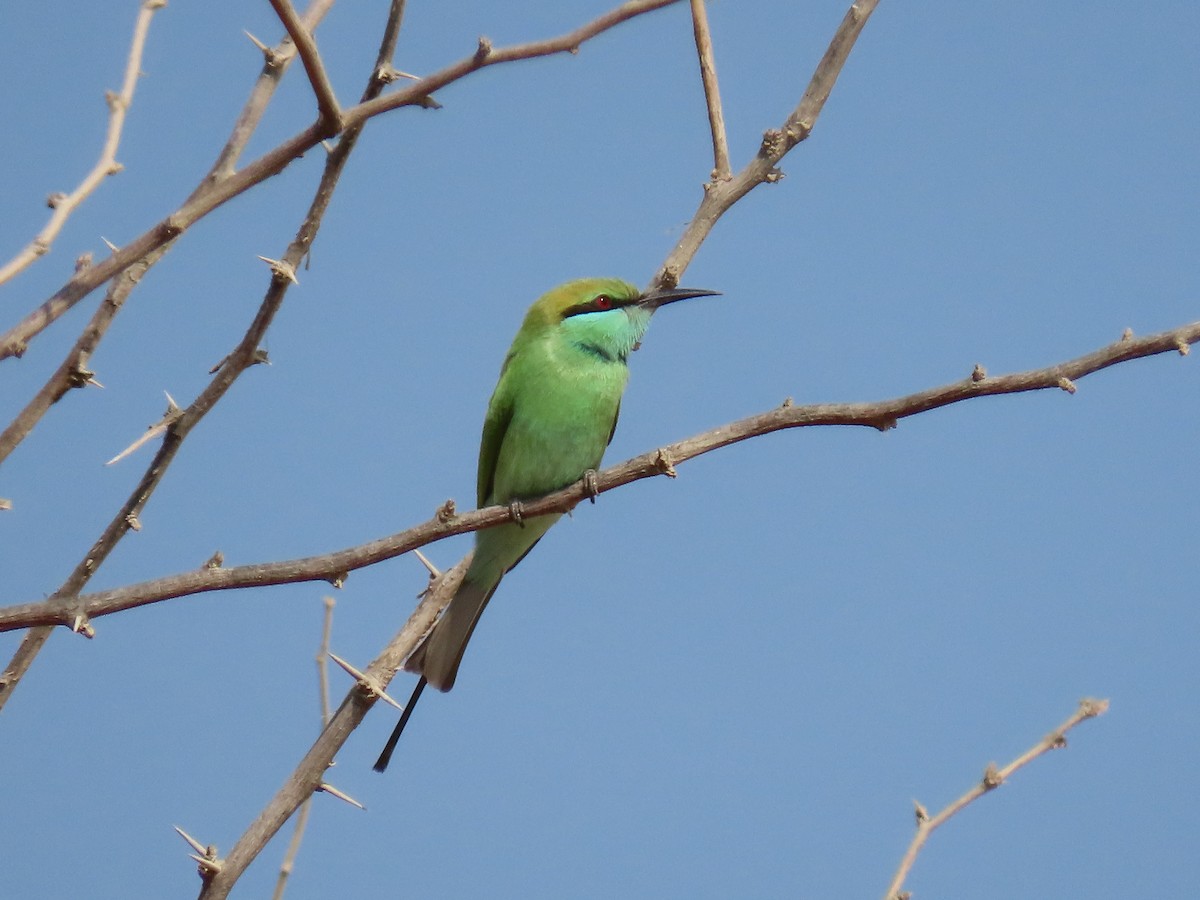 Asian Green Bee-eater - Mahboube M.Alizadeh
