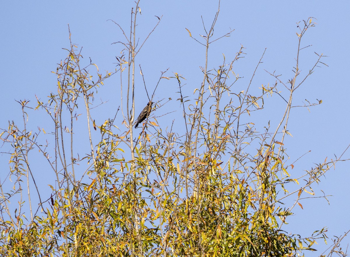 Red-winged Blackbird - ML386615401