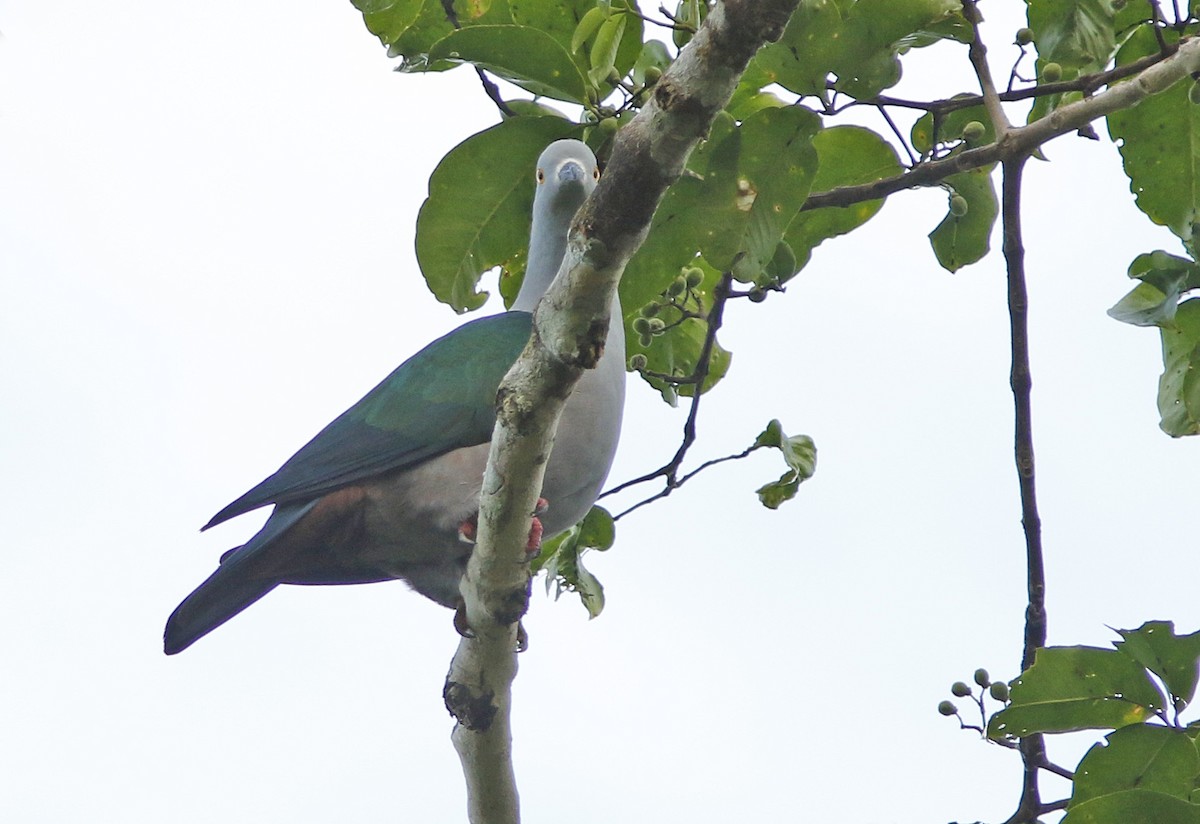 Geelvink Imperial-Pigeon - ML38661651