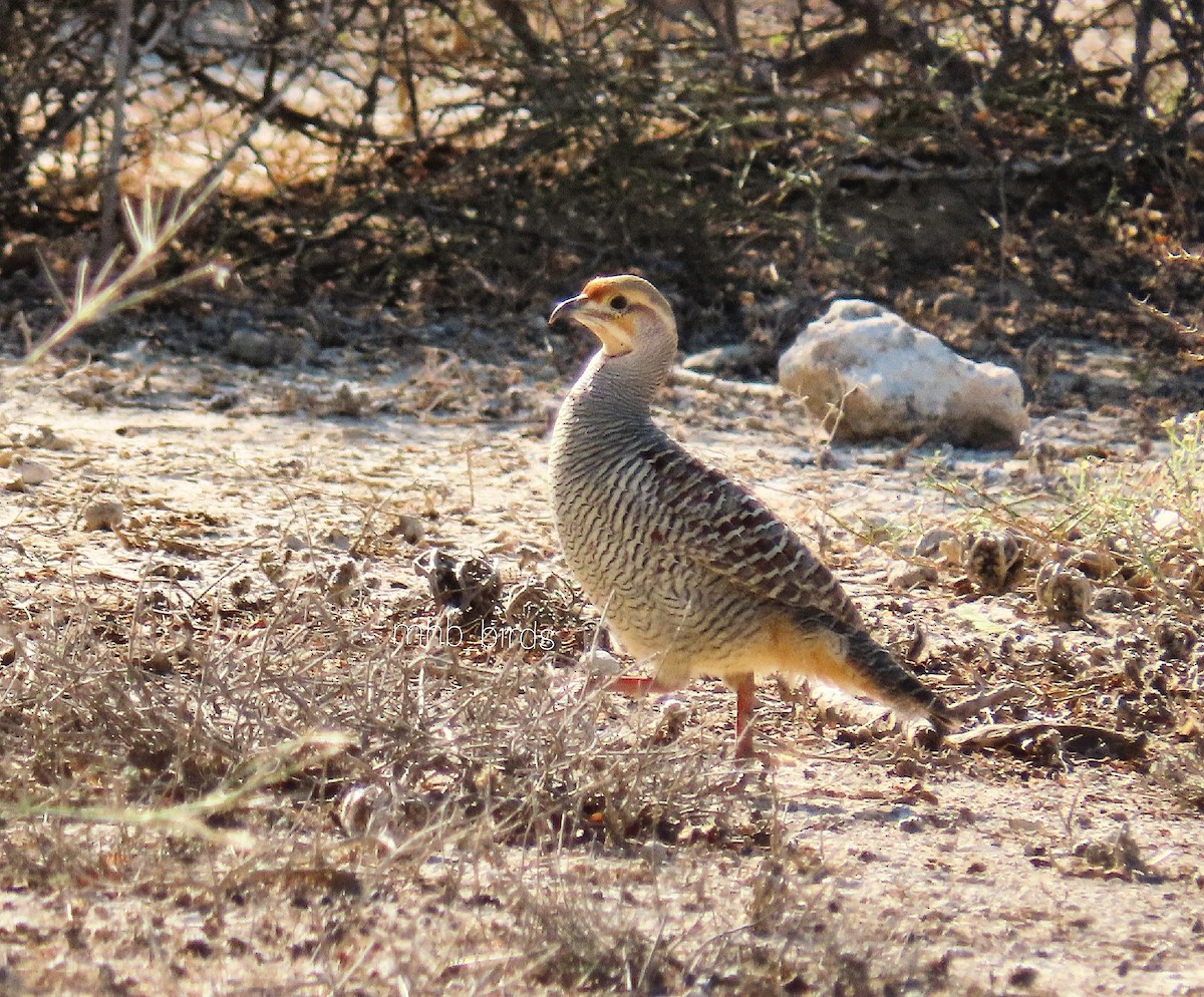 Gray Francolin - ML386616531